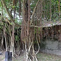 4a2cd53f49aad.jpg