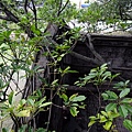 4a2cd5480377e.jpg