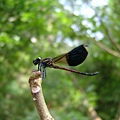 48bcbde2f1e99.jpg