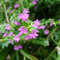 48bcbdf80fcff.jpg
