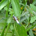 48bcbe5962e3a.jpg