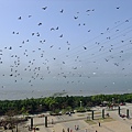 DSCF9334.JPG