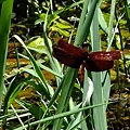 DSCF7153.JPG