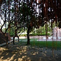 安平古堡裡的榕樹鬚都垂下來了