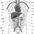 臟器位置圖