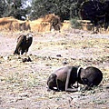 饑餓的蘇丹