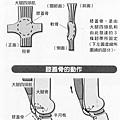 膝蓋骨的固定