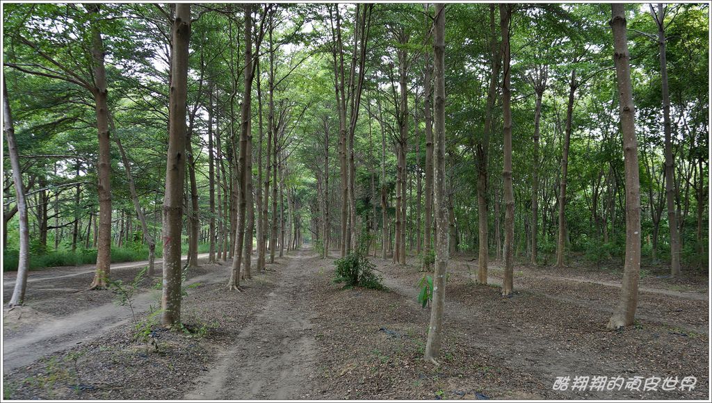 虎山林道-01.JPG 虎山林道-01.JPG