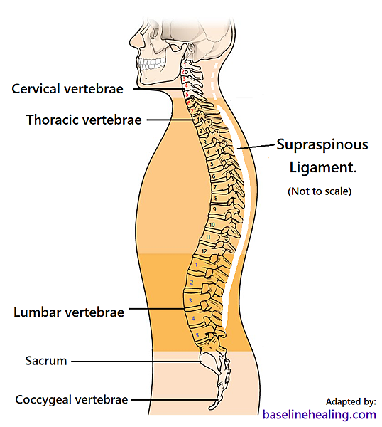 supraspinous-lig-vertebral.png