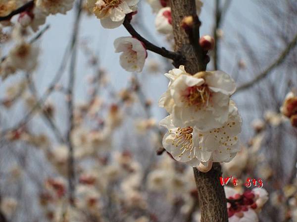 南京梅花山IMG_2232梅花季