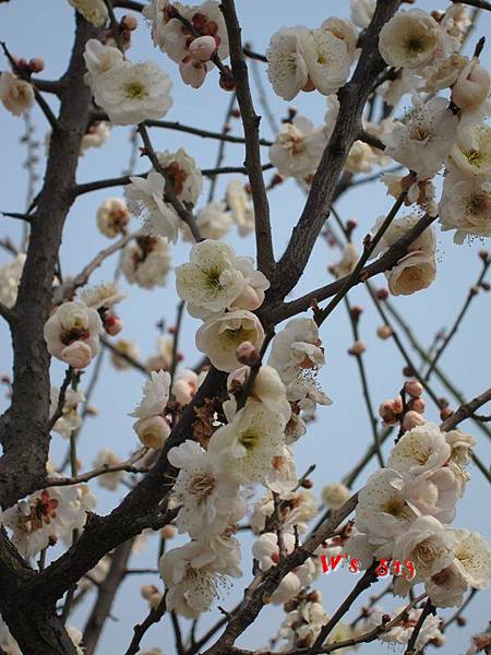 南京梅花山IMG_2235梅花季