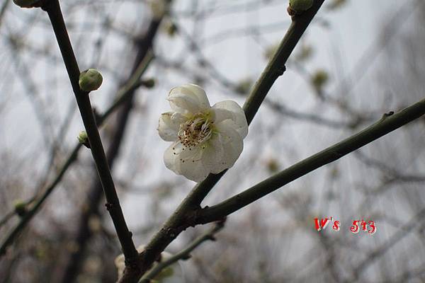 南京梅花山IMG_2245梅花季