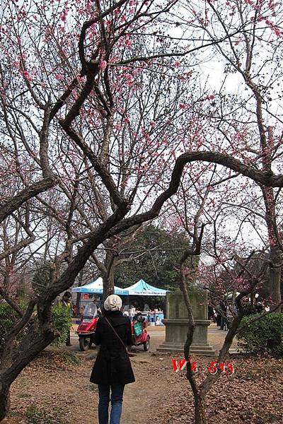 南京梅花山IMG_2248梅花季