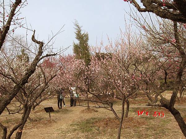 南京梅花山IMG_2281梅花季