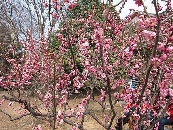 南京梅花山IMG_2800梅花季