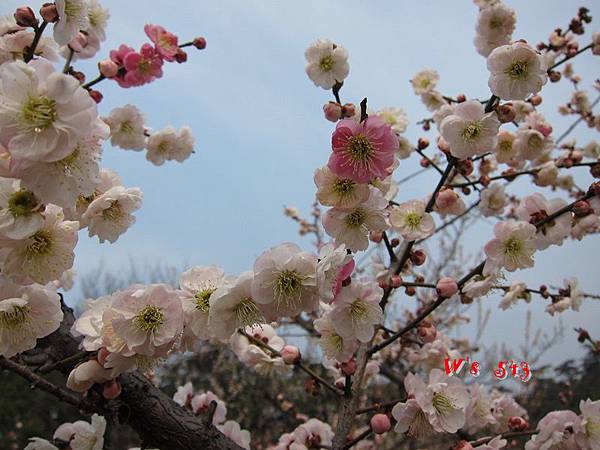 南京梅花山IMG_2821梅花季