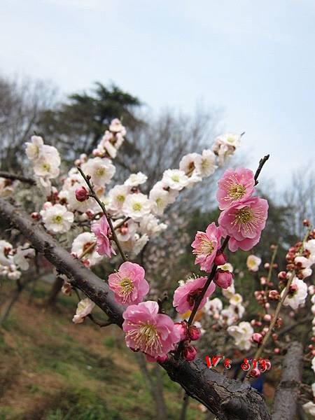 南京梅花山IMG_2822梅花季