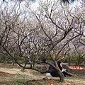 南京梅花山IMG_2870梅花季