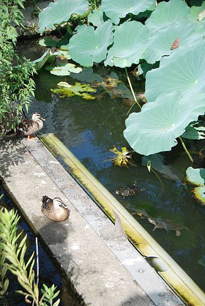 DSC_0137.JPG DSC_0137.JPG