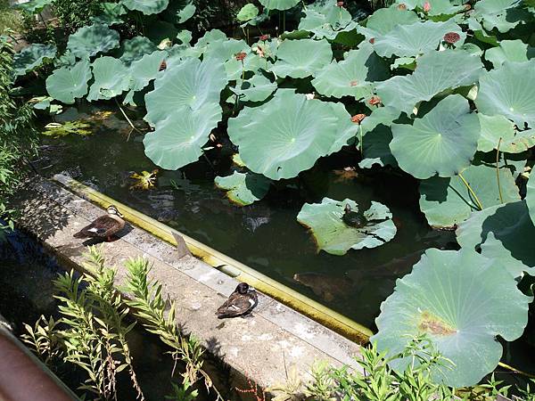 DSC_0501.jpg DSC_0501.jpg