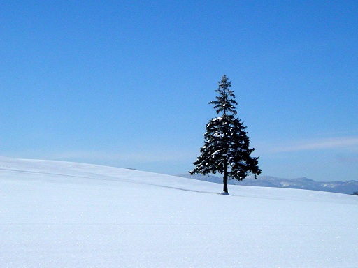 christmastreebiei