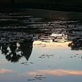 日出的蓮花池