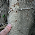 thumb