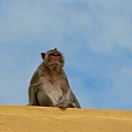 屋頂的小猴子 乖~ 來吃香蕉