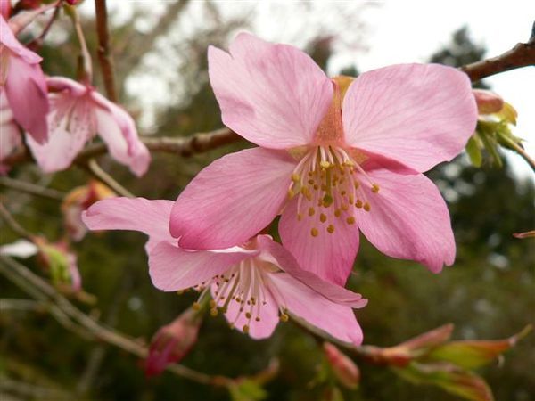櫻花 - 正是櫻花季~