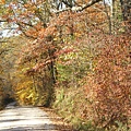 yellowwood forest