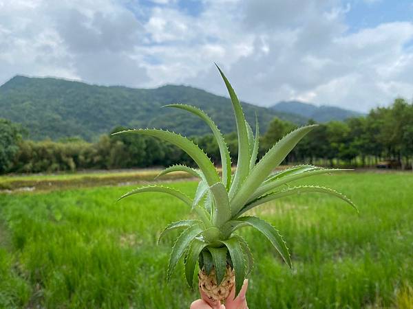 【宜蘭礁溪餐廳】白雲山鹿，位於礁溪白雲三路之巷弄隱藏版超好吃