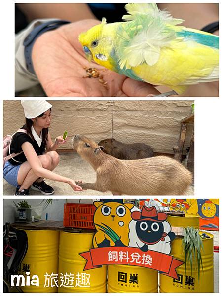 【宜蘭礁溪景點】回巢農場Homing：與水豚、象龜、天竺鼠和