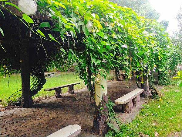 【雲林北港美景】綠意盎然且古典純樸的小學ー番溝育英國小