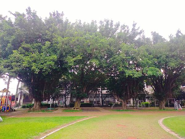 【雲林北港美景】綠意盎然且古典純樸的小學ー番溝育英國小