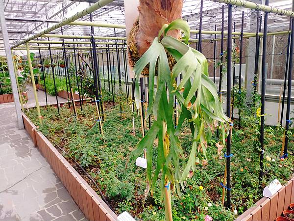 【雲林土庫美食】到藍色歐洲風格建築優閒享受品味手工巧克力—土