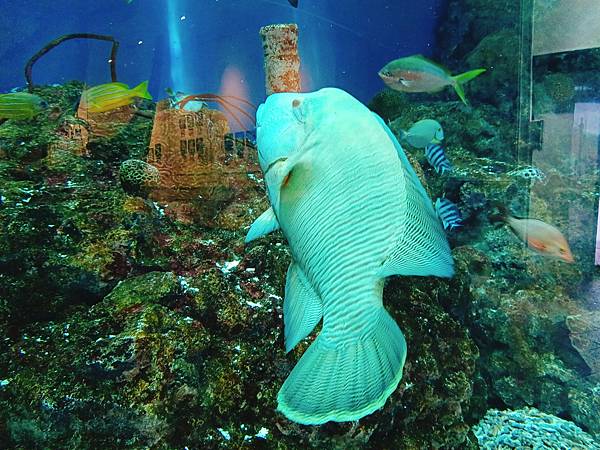 【日本北海道之旅】北歐風格的城堡竟然是水旅館—登別尼克斯海洋