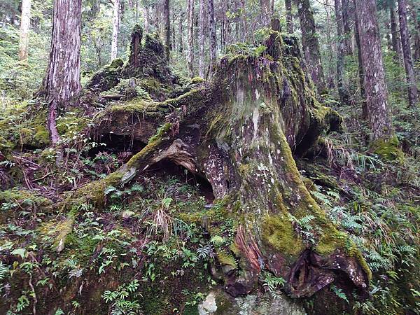 太平山森林遊樂區３-太平山蹦蹦車