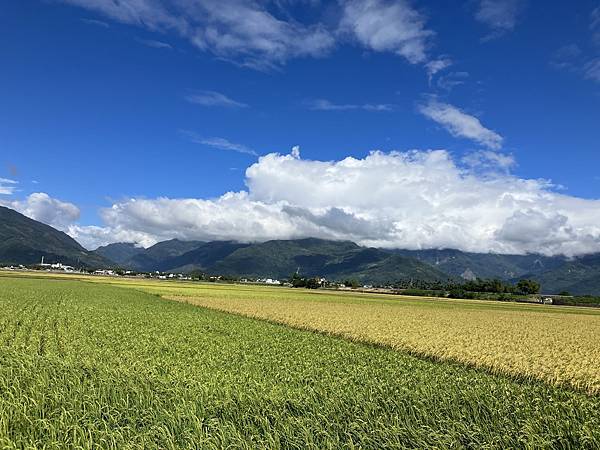 2023.10台東池上稻穗藝術節４-伯朗大道&天堂路