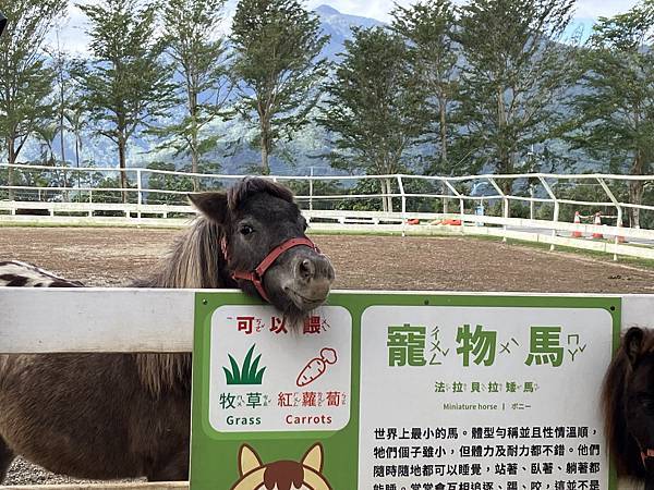 2023.11台東山海之旅４-初鹿牧場