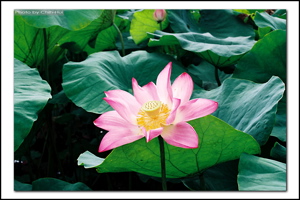 蓮花 蓮花