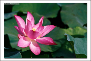 蓮花 蓮花