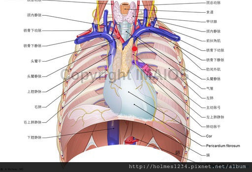 胸腔.jpg