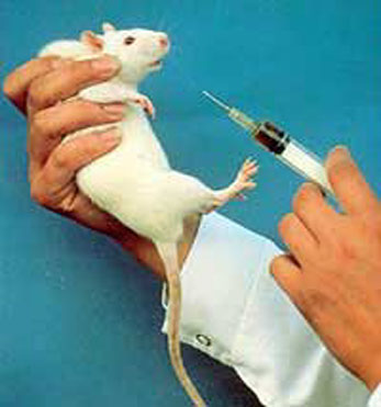 white-rat.jpg white-rat.jpg