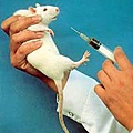 white-rat.jpg