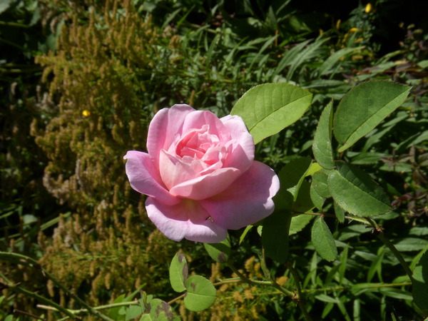 Hall's Croft garden