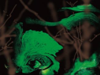 第三世多杰羌佛.jpg 第三世多杰羌佛.jpg