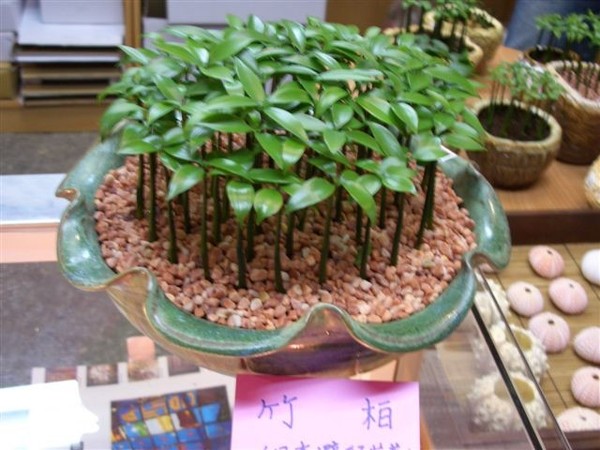 竹柏還是柏竹?