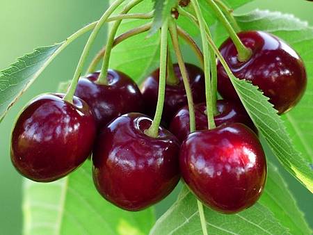 cherry-167341_640.jpg