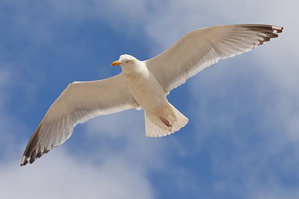 seagull-bird-animal-nature-162292.jpeg