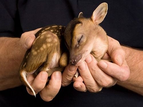 cutiebabyanimals27.jpg